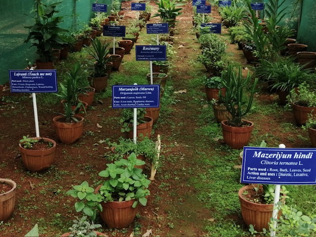 Medicinal herbal garden on campus